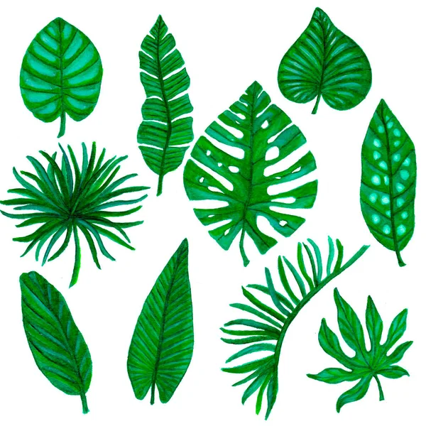 Set Tropical Leaves Watercolor Illustration — Stock Photo, Image