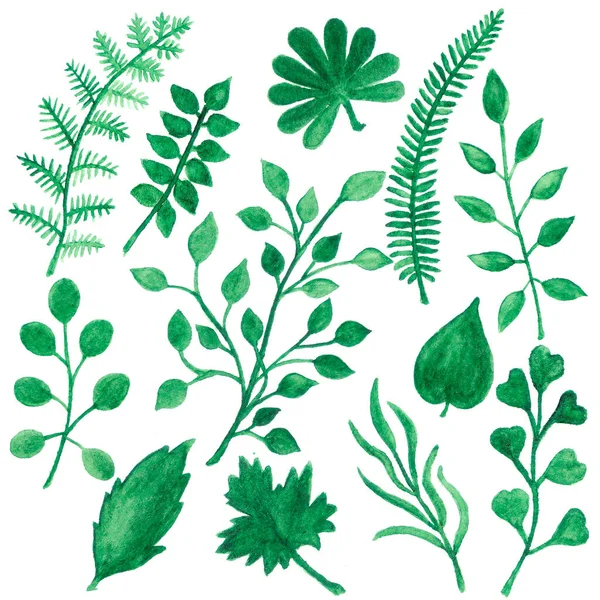 Akvarel Ručně Kreslené Ilustrace Zelených Listů Rostliny — Stock fotografie
