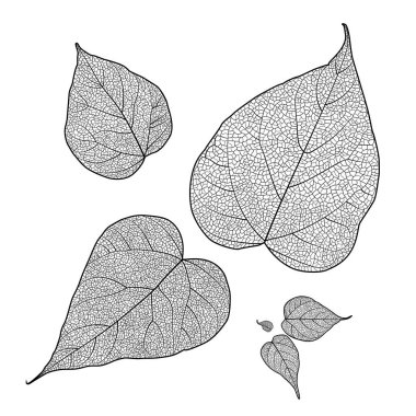 Yaprakları siyah beyaz olarak ayarlayın. Vektör çizim.