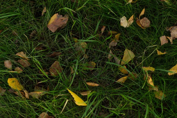 Fundo Grama Verde Com Folhas Outono Marrom Amarelo — Fotografia de Stock