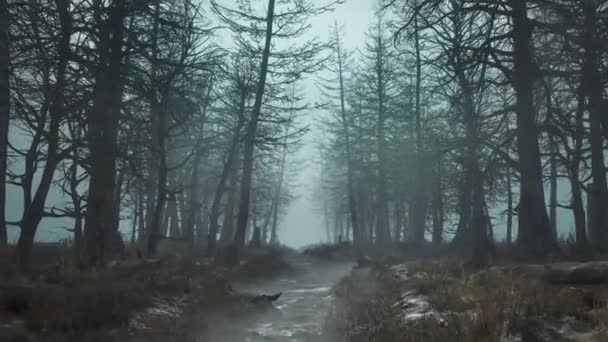 Pomalý let ponurým denním lesem — Stock video