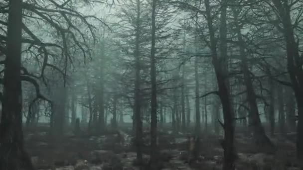 Looped slow flight past a gloomy day forest — Stock Video