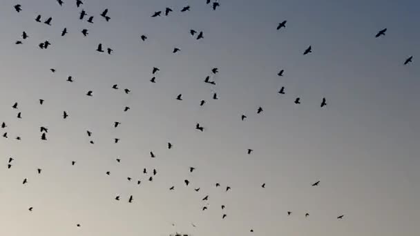 灰色天空中的一群黑鸟 成千上万的乌鸦在空中盘旋 Ukraine City Izium September 2021 — 图库视频影像