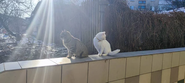 Dos Gatos Amistosos Hermosos Gatos Sentarse Fuera Primavera — Foto de Stock