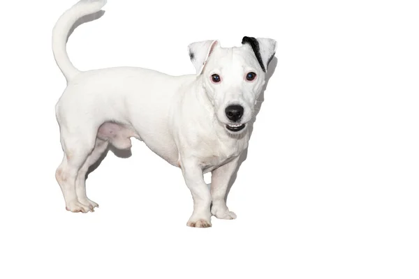 Jack Russell Terrier Isolado Fundo Branco Lugar Para Ouvir Banner — Fotografia de Stock