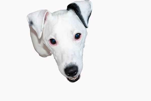 Jack Russell Terrier Isolado Fundo Branco Lugar Para Ouvir Banner — Fotografia de Stock