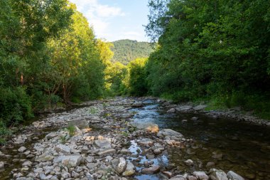 Yaz ormanındaki nehir. Nehrin yaz manzarası. Nehir yaz ormanında akar. Ormandaki Rocky Nehri kıyısında. Nehir ormanı manzarası. Ukrayna, Temmuz 2022.