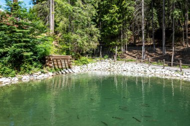 Bahçede küçük dekoratif bir şelale. Peyzaj, gölete akan şelale. Ukrayna, Bukovel, Temmuz 2022. Hutsul - Toprak Parkı.