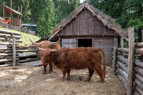 Scottish cow with long horns and wavy hair. Highland cow breed. Ukraine, Bukovel, July 2022.