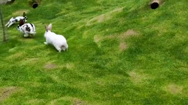 Rabbits Run Green Meadow Rabbits Play Green Grass Ukraine Bukovel — Wideo stockowe