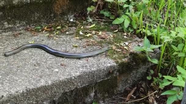 Close Bilindworm Lizard Deaf Viper Crawling Ground Legless Lizard Slow — Vídeos de Stock