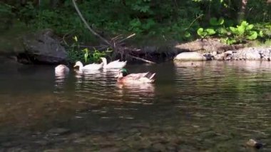 A flock of muscovy duck are swimming in the morning in a green water pond.