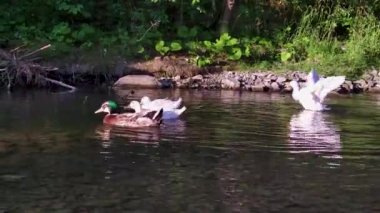 A flock of muscovy duck are swimming in the morning in a green water pond.