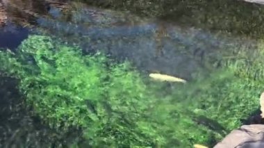 Oshino Köyü Japonya