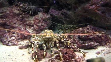 Churaumi Akvaryumu Okinawa, Japonya. 22 Eylül 2016