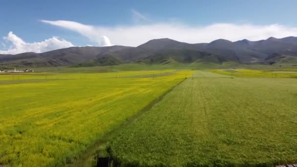 Tibetan地区的草原 — 图库视频影像