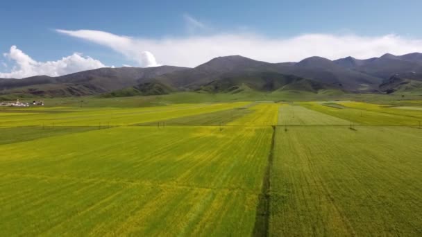 Tibetan地区的草原 — 图库视频影像