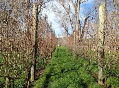 Gisborne, Yeni Zelanda 'daki organik üzüm bağları. 20 Ağustos 2012