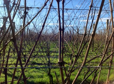 Gisborne, Yeni Zelanda 'daki organik üzüm bağları. 20 Ağustos 2012