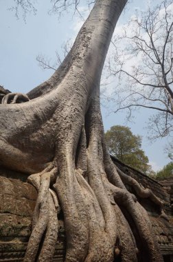 Angkor Wat, Kamboçya. 1 Nisan 2016
