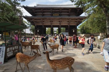 Japonya, Nala 'daki Todaiji Tapınağı. 23 Kasım 2014