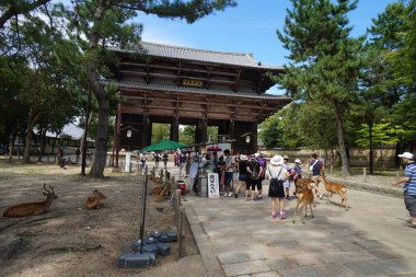 Japonya, Nala 'daki Todaiji Tapınağı. 23 Kasım 2014