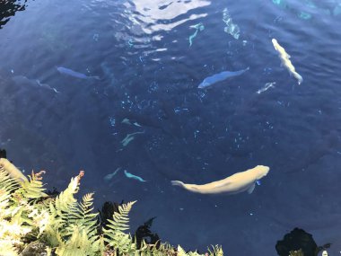 Oshino Hakai, Japonya. 15 Aralık 2017