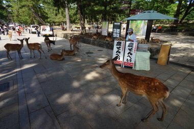 Nara - Japonya, 23 Kasım 2014 - Sika geyiği, kutsal hayvan, tarihi Nara-Japonya 'da turistleri geziyor. 