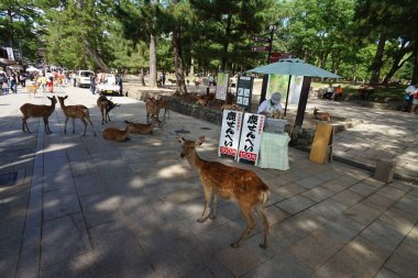 Nara - Japonya, 23 Kasım 2014 - Sika geyiği, kutsal hayvan, tarihi Nara-Japonya 'da turistleri geziyor. 