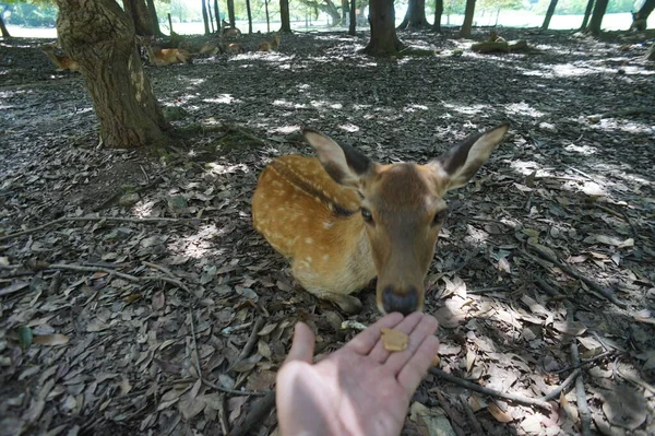 Nara - Japón, 23 de noviembre - 2014 - Ciervo sika, animal sagrado, deambulando por los turistas en la histórica Nara-Japón — Foto de Stock