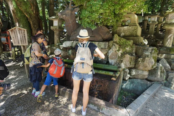 Nara - Japonya, 23 Kasım 2014 - Sika geyiği, kutsal hayvan, tarihi Nara-Japonya 'da turistleri geziyor. 