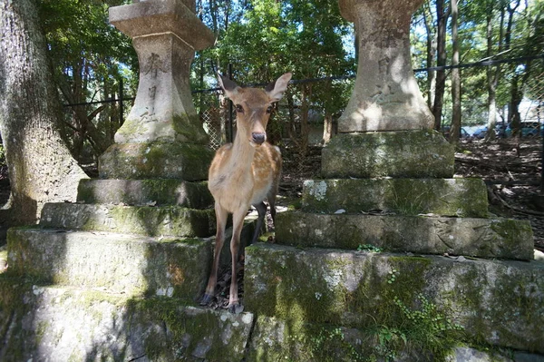 Nara - Japán, nov 23 - 2014 - Sika szarvas, szent állat, vándorol a turisták körül a történelmi Nara-Japán — Stock Fotó