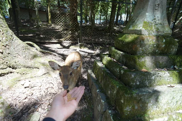 Nara - Japonya, 23 Kasım 2014 - Sika geyiği, kutsal hayvan, tarihi Nara-Japonya 'da turistleri geziyor. 