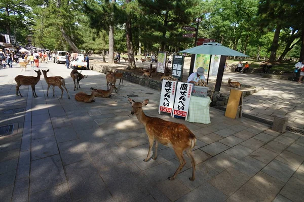 Nara - Japan, 23 nov - 2014 - Sika rådjur, heligt djur, vandrar runt turister i historiska Nara-Japan — Stockfoto