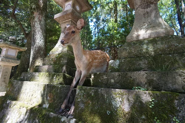 Nara - Japán, nov 23 - 2014 - Sika szarvas, szent állat, vándorol a turisták körül a történelmi Nara-Japán — Stock Fotó