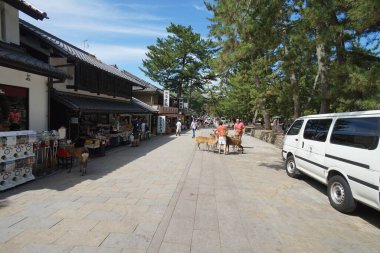 Geyikler Nara 'da karşıdan karşıya geçiyor. Japonya. 23 Kasım 2014.