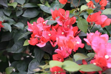 Chengdu, Sichuan, Çin - 14 Ekim 2021: Daci Tapınağındaki güzel bonsai ağacı