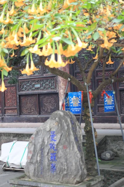 Chengdu, Sichuan, China - 14 de outubro de 2021: Bela árvore de bonsai no Templo de Daci — Fotografia de Stock