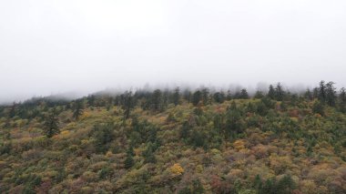 Batı Sichuan, Çin 'de yemyeşil bir yağmur ormanı.
