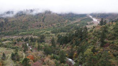 Batı Sichuan, Çin 'de yemyeşil bir yağmur ormanı.