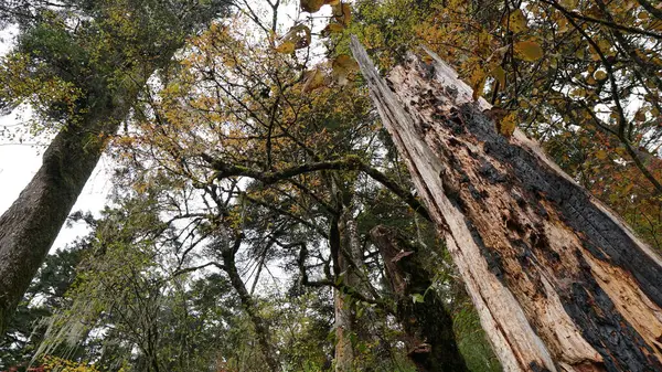 Belle forêt tropicale luxuriante dans l'ouest du Sichuan, en Chine — Photo