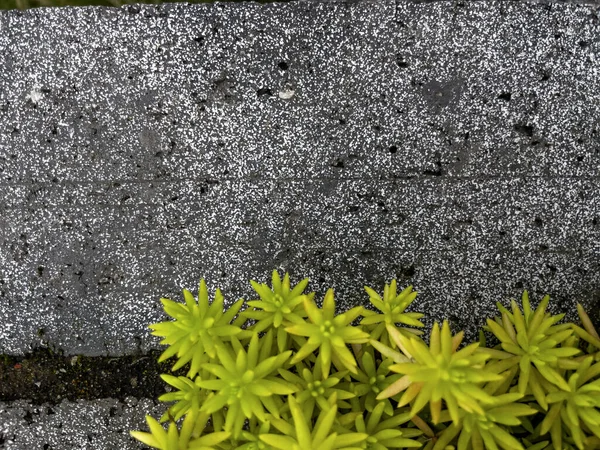 Vecchio muro di mattoni con pianta succulenta verde — Foto Stock