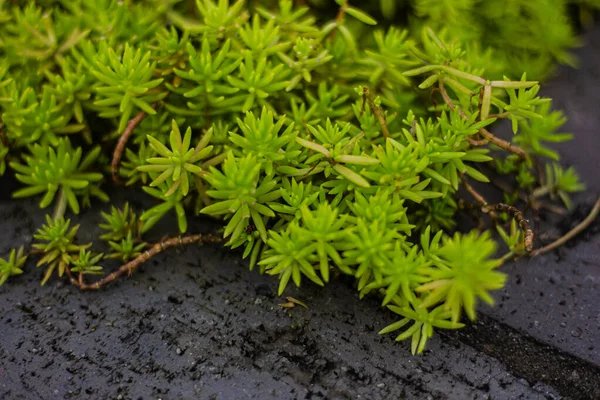 Parede de tijolo velho com planta suculenta verde — Fotografia de Stock