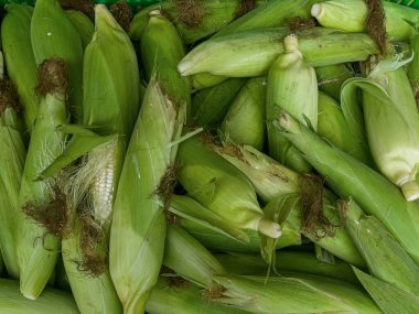 Tarım ve tarım sektörü, Yeşil mısır mahsulü