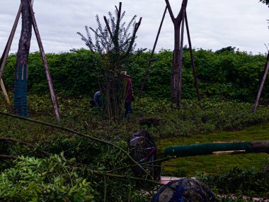 Bir çukur hazırlamak ve ağaç dikmek