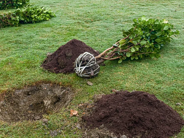 Bir çukur hazırlamak ve ağaç dikmek