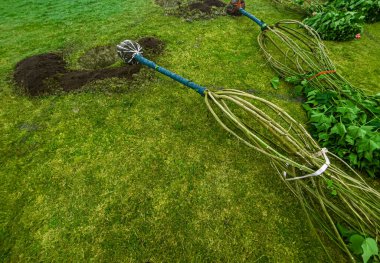 Bir çukur hazırlamak ve ağaç dikmek