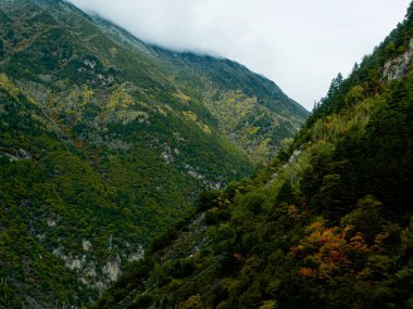 Kış manzarası. Karlı doğa. Karla kaplı orman