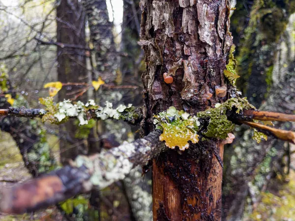 Ramo de pinheiro coberto de musgo — Fotografia de Stock