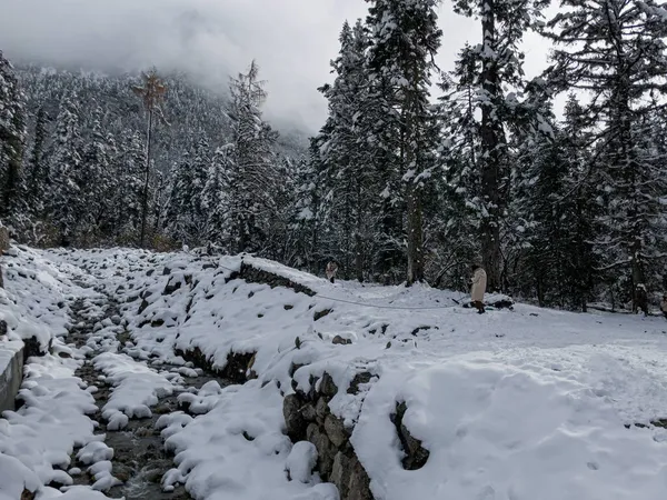 雪に覆われた森。厚い雪の中で足のトラックと凍結湖 — ストック写真